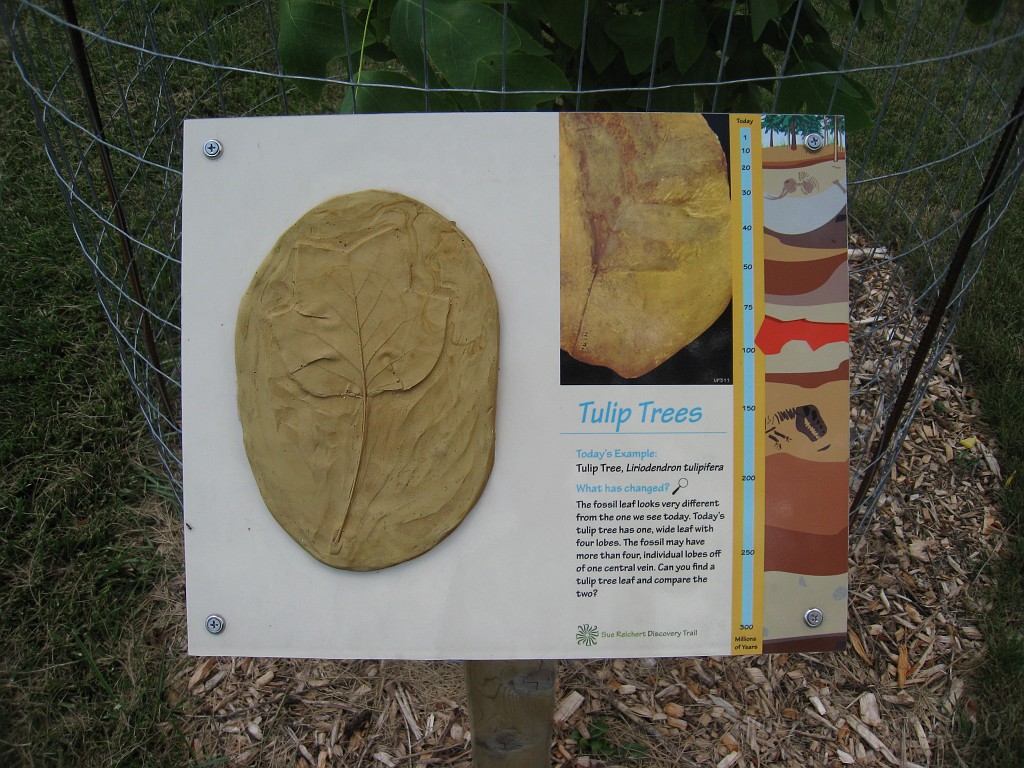 Matthaei Botanical Gardens 2010 0135.jpg - Displays on the different trees that can be found in the park. This one for a small stand of Tulip trees that have been planted.
